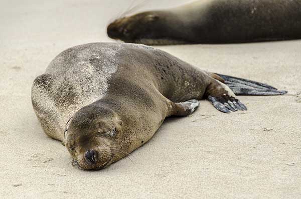 Lobo Marino - isla Santa Fé - islas Galápagos - Ecuador 03.jpg